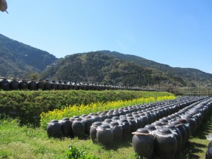 IMG_0079